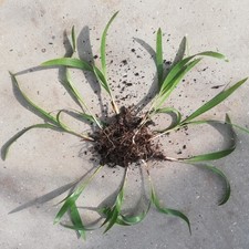 Sadzonki Trachycarpus fortunei 10-pak