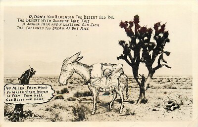 1951 Joshua Tred burro Mojave Desert comic humor Postcard RPPC 25-670
