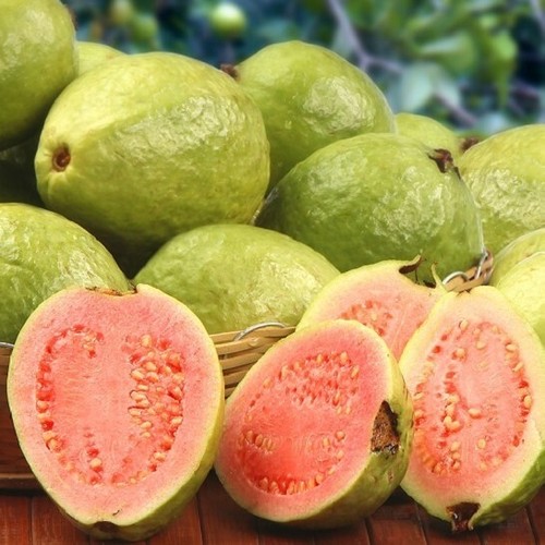 Grafteed Guava ( Psidium Guajava ) Live Fruit Tree Free Phitosanitari