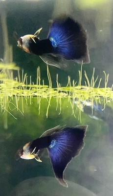 Royal Blush Guppy, (2M/2F)+ Live Arrival Guaranteed, UPS 2ND DAY AIR