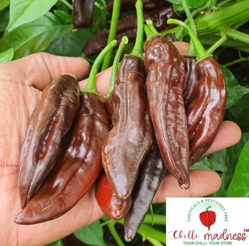 Aji Panca Chocolate Chilli Pepper Sustainably Grown in Australia 10 Seeds - Picture 1 of 10