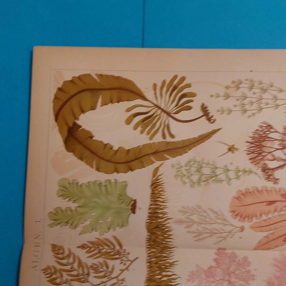 Orig.(1905) Chromolithographie ALGEN  - Bild 3 von 4