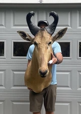 Nice Vintage African Hartebeest Shoulder Mount Horn Deer Taxidermy Cabin Decor