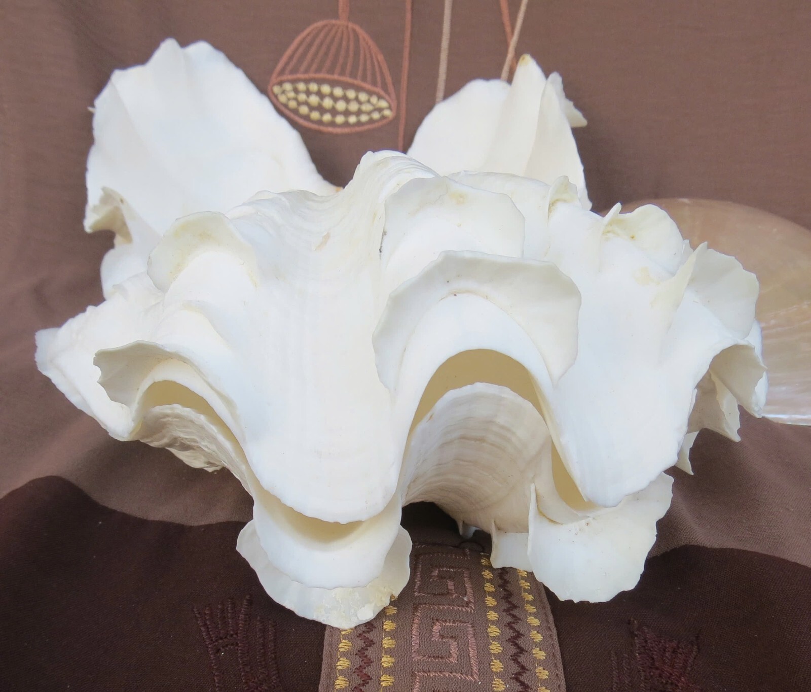 Natural Tridacna Clam Shells | Large Seashells for Decor & Gift