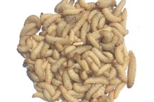 Livefood UK Live Wax Moth Larvae 2 tubs of 50 WaxWorms 15g per tub (2 x 50) in