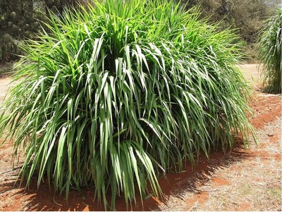 Super Napier Grass Seebs for Goat (250 g) Cattle Fodder--