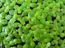 Duckweed - Live Aquatic Plants - Fish Food - Aquarium and Pond Fish - 1 cup