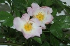 Native Wild Dog Rose Rambling Pale Pink and White Flowering