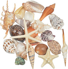 21 PCS Large Sea Shells Mixed Ocean Beach Seashells Various Sizes Natural Decor