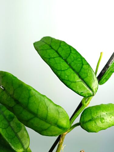 Hoya GLOBULOSA - Foto 4 di 7