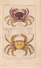 1834 CRABS Print - Hand-Coloured Antique - Animal Wall Art - 5.3 x 8.2 Inches