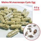 Moina M.macrocopa Egg New Live feed Betta Guppy Discus Tropical Killfish