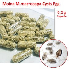 Moina M.macrocopa Egg New Live feed Betta Guppy Discus Tropical Killfish