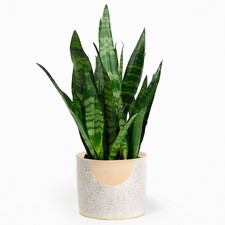 Sansevieria Black Coral | 30-40cm Potted Snake Plant | Houseplant for Sale