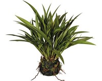 Kunstpflanze Miscanthus HöHe: 35 Cm GrüN