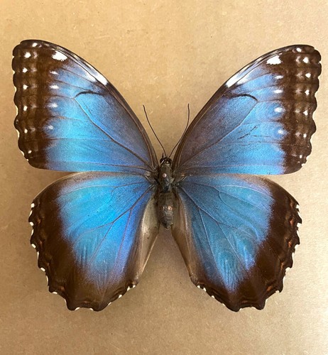 MORPHO HELENOR GUANACASTENSIS****female****Costa Rica - 第 2/2 張圖片