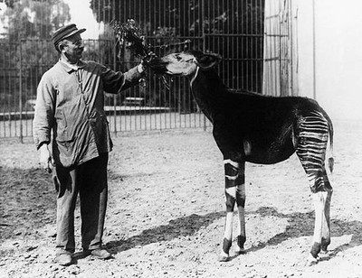 Zookeeper offers food to a rare Congo Okapi antelope 1919 Old Photo
