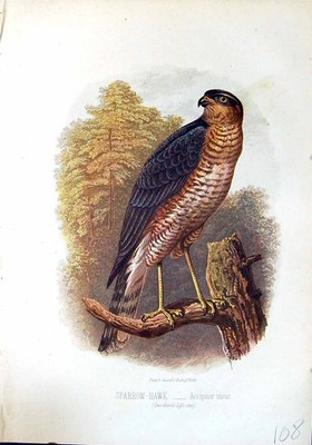 Alter Druck Brehm Jones um 1860 Cassell'S Vögel Spatz Falke Accipiter Nisus 19.