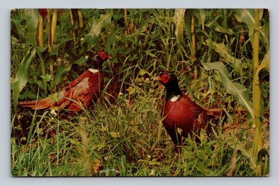 Ring-Necked Pheasants in Tall Grass Nature Scene Maine Vacationland Postcard