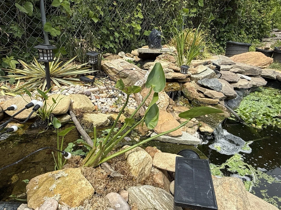 Plantas de estanque que tengo jacinto agua lechuga pickerel pato lirios y más Foto 4 de 4