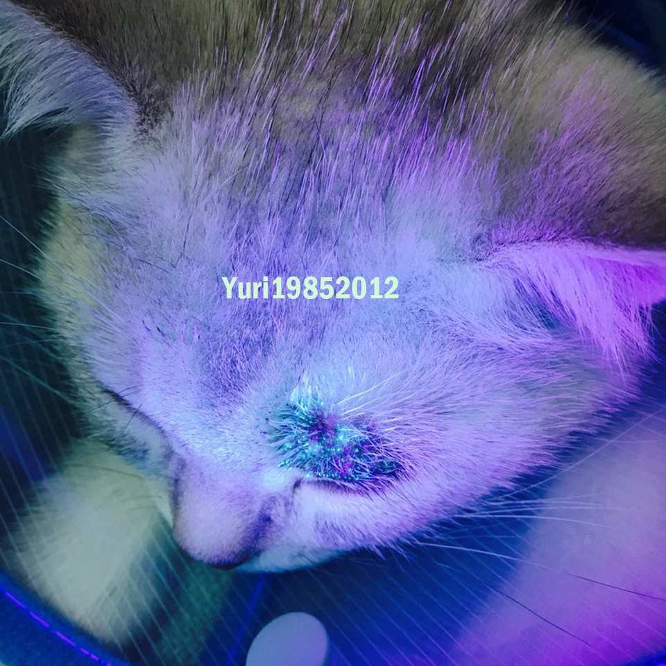 Nueva lámpara de madera detector de tiña para el cuidado de la piel de gatito mascotas gatos gatitos Foto 4 de 4