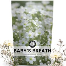 Buy 90,000 Baby’s Breath Seeds for Planting – 4 Ounce Pouch, 2026 Season 68.32 per gallon