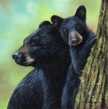 Black Bears by Sarah Stribbling Fine Art Print Nature Wildlife Poster 11x14