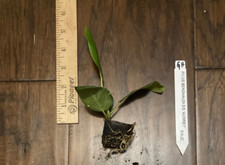 Ficus Audrey Ficus benghalensis - 1 TC Plant Plug Tree-3-6in - Ornamental 