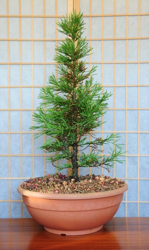 Giant Sequoia Tree - 5-10" Tall Seedling - Live Plant - Sequoiadendron giganteum - Picture 8 of 8