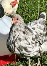 Silverrudd Isbar Hatching Eggs 6 Eggs NPIP/AI +3