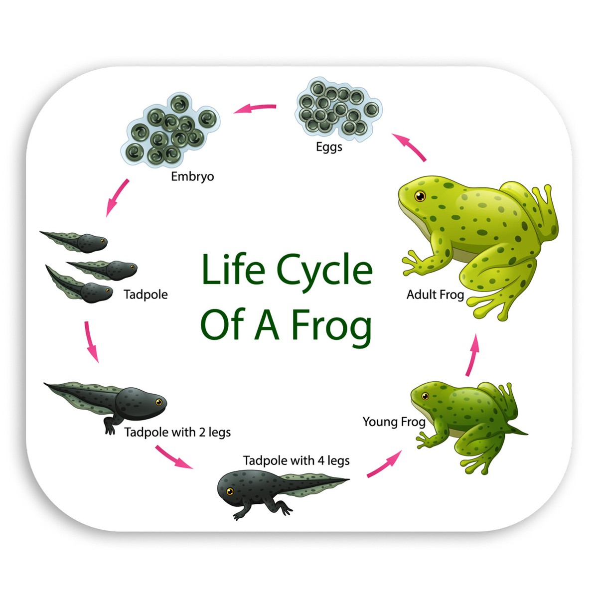 x 10cm Frog Life Cycle Vinyl Stickers Tadpole Nature Biology Sticker  #30453