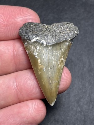 Olive Green Hastalis w/ Lightning Strike Patterns Fossil Shark Tooth SC - 1.67''