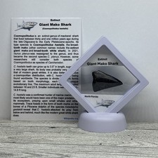 Giant Mako Extinct Shark Tooth Fossil in Display Case