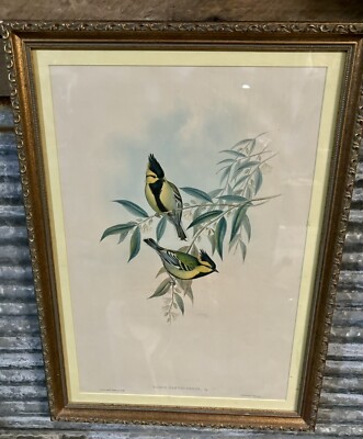 J. Gould & H.C. Richter Handcolored Lithograph PARUS XANTHOGENYS, Vig Original