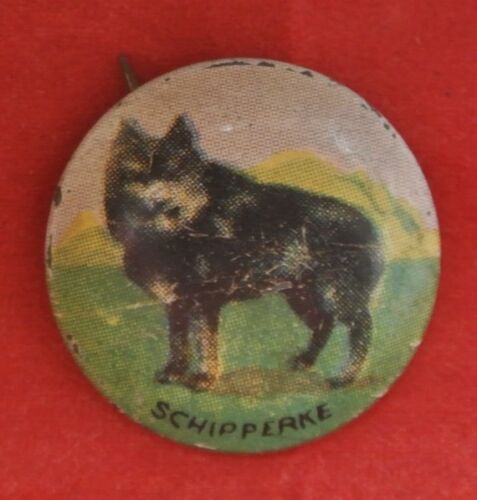 VINTAGE SCHIPPEAKE PINBACK BUTTON - Nice - Dog - Picture 1 of 4