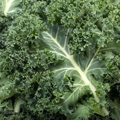 BACK TO NATURE SEED COMPANY Kale - Seeds - Organic - Non Gmo - Heirloom Seeds – Vegetable Seeds