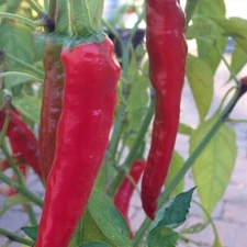 40 SEEDS  FRUITY TASTE GUAJILLO PEPPER /MIRASOL  NON GMO PEPPER   ,USA