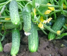 100 Cucumber Seeds Crispina F1 Nunhems Netherlands gherkin семена огурец