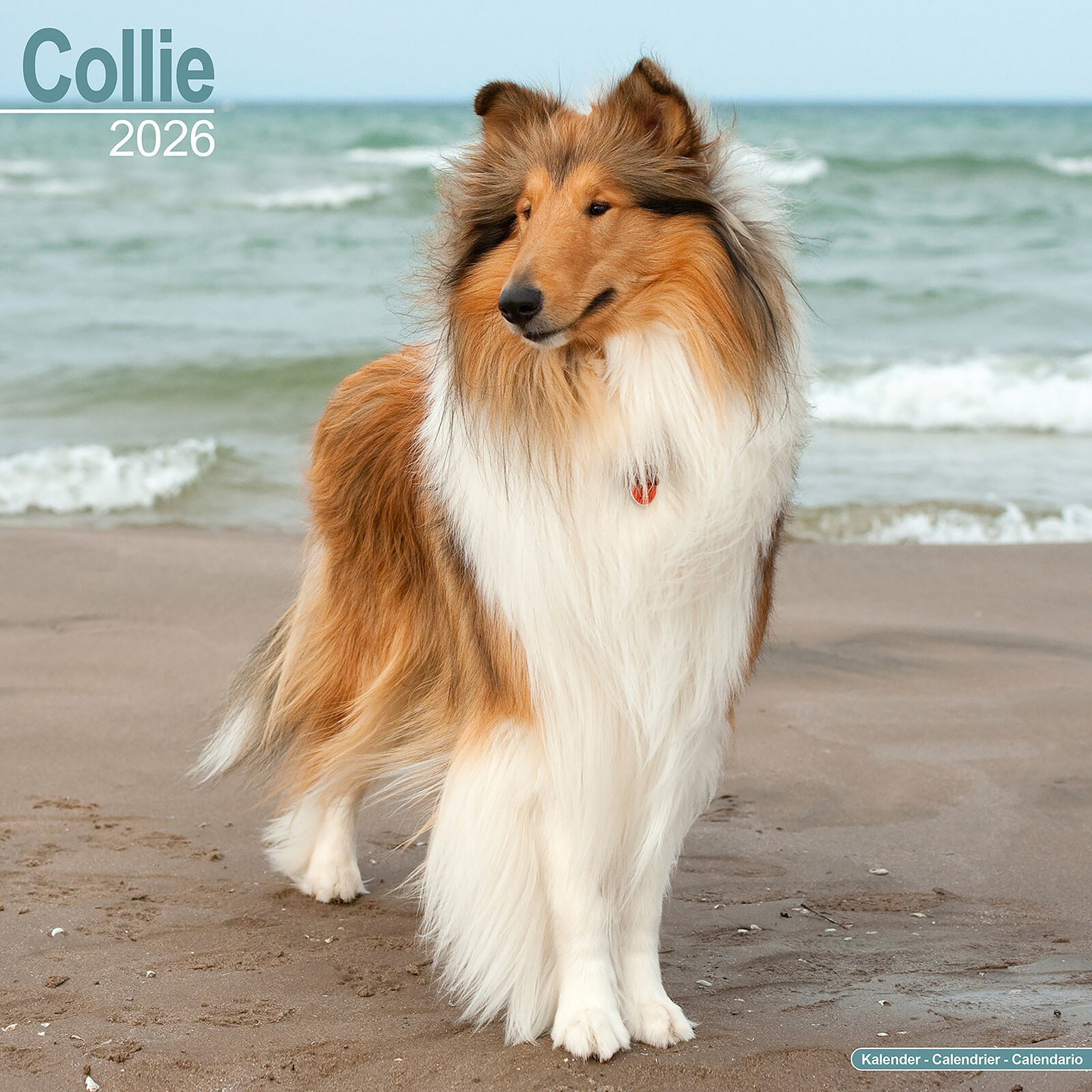 Collie 2026 Calendar | Dog Breed Gift Wall 15% OFF MULTI ORDERS
