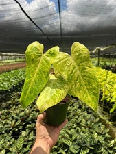 Philodendron Painted Lady | Beautiful Variegated Plant | Live Tropical in 6" Pot