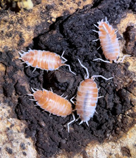 Porcellionides pruinosus Isopods   Powder Orange/Pink/Oreo/Cream Live Bioactive