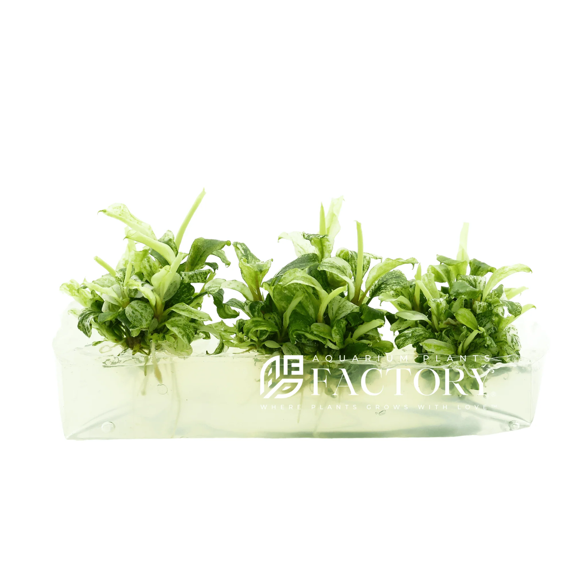 水草 Bucephalandra sp. White Marble Big leaf Bucephalandra APF Platinum & Bucephalandra White Marble – Aquarium