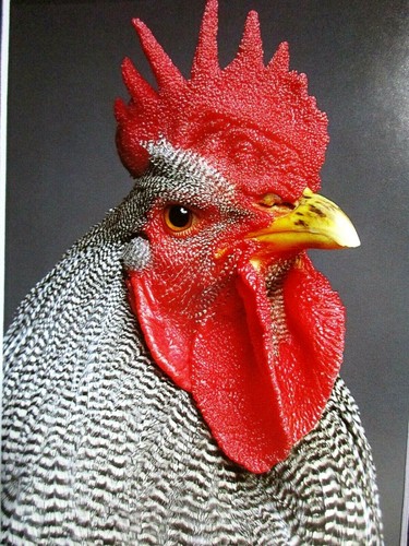 Plymouth Barred Rock Rooster Print - 8" X 10" Black Matted Book Page #43 - Picture 2 of 2