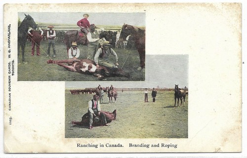 Postcard Ranching in Canada, Branding and Roping Publisher W. G. MacFarlane
