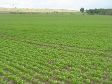 Photo A3 Crop fields at Huntlywood Gordon/NT6443 Possibly fodder beet i c2015