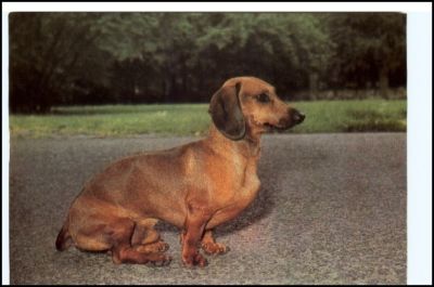 Kurzhaariger TECKEL Hund Hunde-Motiv-Postkarte (DDR)