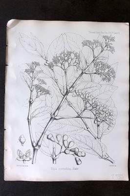 Fitch 1870's Antique Botanical Print. Vitis Cornifolia 29-22