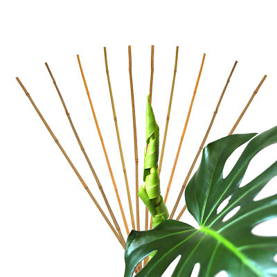 aldi schallzahnbürste bambus NaturalBambou Pro™ – 100 % ökologisch Bambus-Sonic-Bürste, plastikfrei main image 0