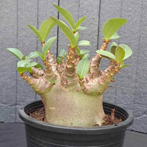 Adenium obesum "BAOBAB" caudex caudiciform PLANT ebay-H140 - Bild 11 von 22
