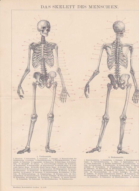 Squelette De Personnes Cadre Skull Gravure sur Bois De 1894 Knochenbau